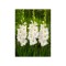 Bulb, Gladiole, Ivory priscilla, Calibru 8/10