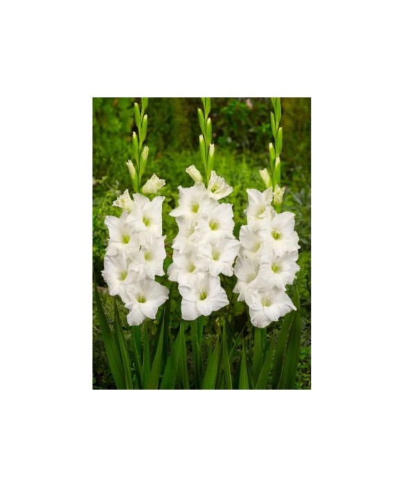 Bulb, Gladiole, Ivory priscilla, Calibru 8/10