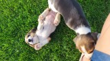Catei beagle