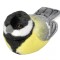 Pasare cu sunet Pitigoi Mare - GREAT TIT