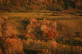 Tablou Canvas, "Pădurea &icirc;nveșm&acirc;ntată &icirc;n culori de toamnă", Toamnă, Peisaj, Pădure, Culori, Armonie, Natură, Frunze, Apus, Dealuri, Lumină, Umbre, Vege