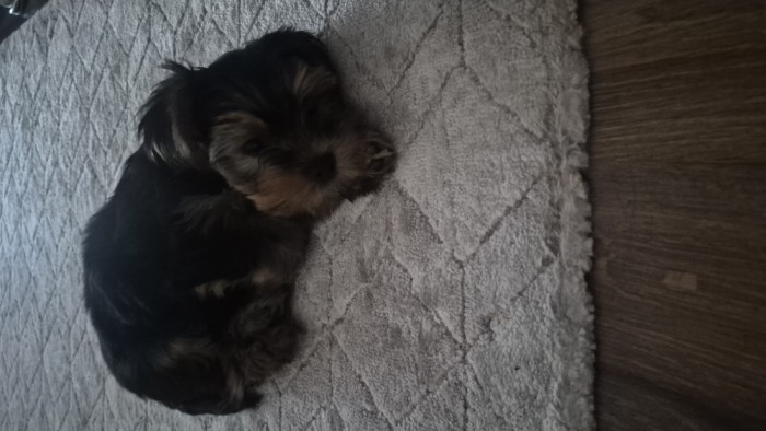 Yorkshire Terrier