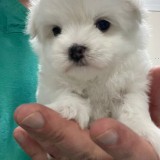 Pui Bichon Maltez &ndash; Femelă, 2 luni, microcipată și vaccinată