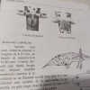 Amfibieni din Romania - Dan Cogalniceanu, 2000, Stare Buna - Carte Biologie