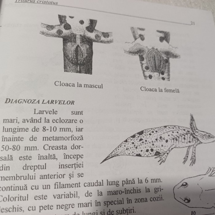 AMFIBIENI DIN ROMANIA-DAN COGALNICEANU-2000 S2