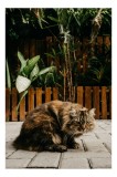 Tablou Canvas, "Pisica &icirc;n grădina tropicală liniștită", Pisoi, Blană, Grădină, Gard, Plante, Cărămidă, Verdeață, Relaxare, 26 x 39 cm, CMCLASS
