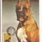 CA9 -Carte Postala-Asociatia chinologilor din R.S.R. Boxer ,circulata 1985