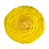Trandafir Criogenat XXL YEL-02 (&Oslash;9,5cm, 1 buc /cutie)