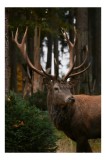 Tablou Canvas, "Privirea nobilă a cerbului &icirc;n pădure", Majestic, Antlers, Forest, Stag, Wilderness, Nature, Tranquil, Regal, 26 x 39 cm, CMCLASS