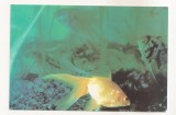 RF133 - Carte Postala - Acvariul Constanta, necirculata 1996