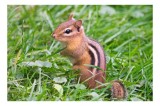 Tablou Canvas, "Veverița &icirc;n iarbă verde strălucitoare", Chipmunk, Grass, Stripes, Alert, Nature, Whiskers, Brown, Green, 39 x 26 cm, CMCLASS