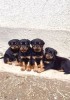 Vand pui Rottweiler