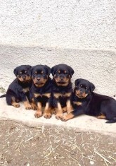Vand pui Rottweiler