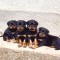 Vand pui Rottweiler