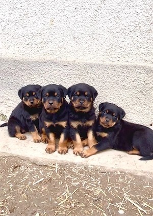 Vand pui Rottweiler