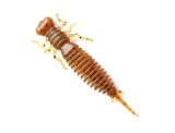 Năluca soft Fanatik Larva 2.5 inch culoare 002