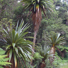 CORDYLINE INDIVISA - 5 SEMINTE PENTRU SEMANAT