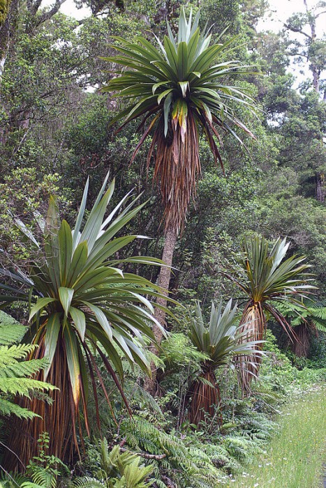 CORDYLINE INDIVISA - 5 SEMINTE PENTRU SEMANAT