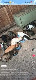Bobițe Catty Appetite cu gust de pește