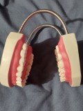 Model dentar demonstrativ Marit folosit in educatie si igiena orala,Este marit de cateva ori pentru vizibilitate mai buna dintilor si gingiilor