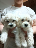 Bichon 7 sapt, Pedigree