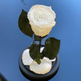 Cumpara ieftin Trandafir Criogenat alb pur &Oslash;6,5cm in cupola 12x25cm