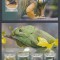Sao Tome si Principe 2014 - REPTILE - BL+ KB - MNH