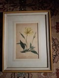 Gravura,colorata manual,Enothere a gros fruit,rama de epoca,vezi descriere