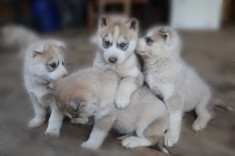 Pui Husky Siberian rasa pura URGENT!! foto