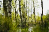Tablou Canvas, "Peisaj de primăvară &icirc;n pădurea mlăștinoasă", Lemn, Apă, Iarbă, Copaci, Verdeață, Natură, Lumină, Reflecție, Primăvară, Tranquilitate,