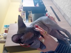 Pui 6 luni motanel Sphynx