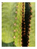 Tablou Canvas, "Spinii tainici ai cactusului verde", Cactus, Spini, Verde, Textură, Apropiere, Natură, Detalii, 26 x 39 cm, CMCLASS