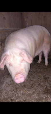 Vand porc crescut la tara foto