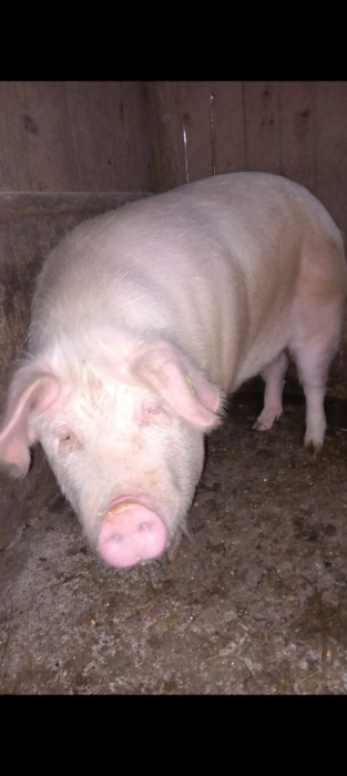 Vand porc crescut la tara