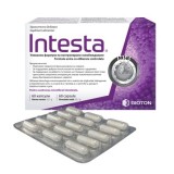 INTESTA 60CPS, Vedra