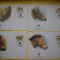 HOPCT PLIC FDC S NR 254 SET 4 FDC FAUNA-CAI PRZEWALSKI MONGOLIA 2000