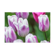 Lalele (Triumph Grp) Flaming Flag 10/11 ,bulb