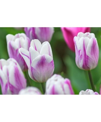 Lalele (Triumph Grp) Flaming Flag 10/11 ,bulb foto