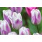 Lalele (Triumph Grp) Flaming Flag 10/11 ,bulb