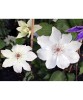 Clematis Matka Urszula Led&oacute;chowska, C2, ghiveci 2L, flori albe 14-18cm, 2-3m inaltime, inflorire Mai-Iunie, planta cataratoare de gradina
