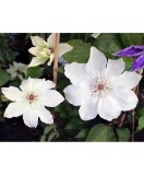 Planta Clematis Matka Urszula Led&oacute;chowska C2, ghiveci 2l, Oem