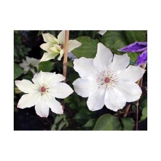 Planta Clematis Matka Urszula Led&oacute;chowska C2, ghiveci 2l