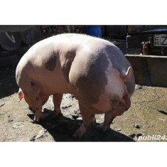 Monta artificiala pietrain foto