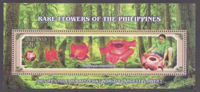 FILIPINE 2007 FLORI