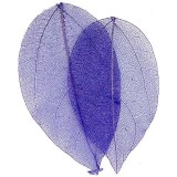 Frunze uscate violet, INGINAILS