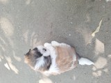 Pui shih-tzu