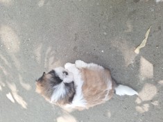 Pui shih-tzu