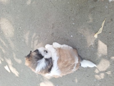 Pui shih-tzu foto