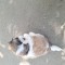 Pui shih-tzu