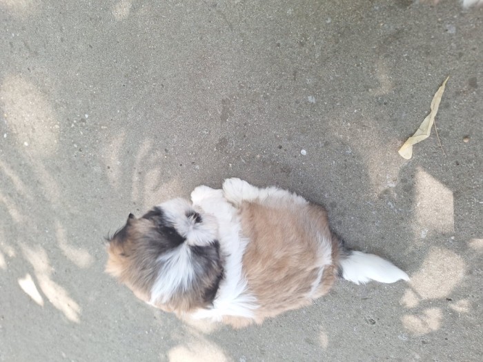 Pui shih-tzu